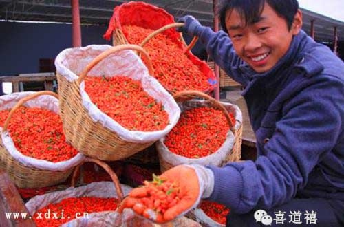                           寧夏全力打造“中國枸杞之都”